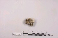 藏品(擬小杯石蕊)的圖片